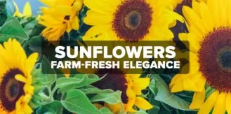 FM4-Bold—Sunflowers—Blog