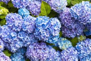 blue and lavender hydrangea