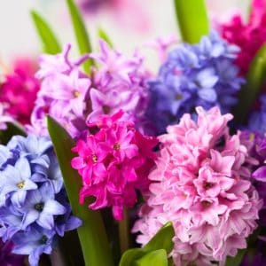 Assorted color Hyacinth