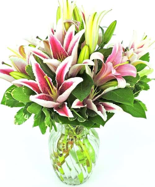 Stunning fresh cut stargazer lilies naturally designed in a clear glass vase, stands 15" tall.